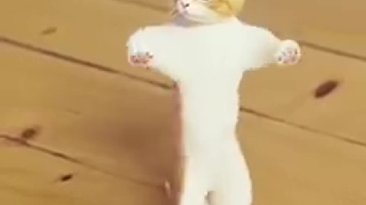 Cat 🐱 funny dance video