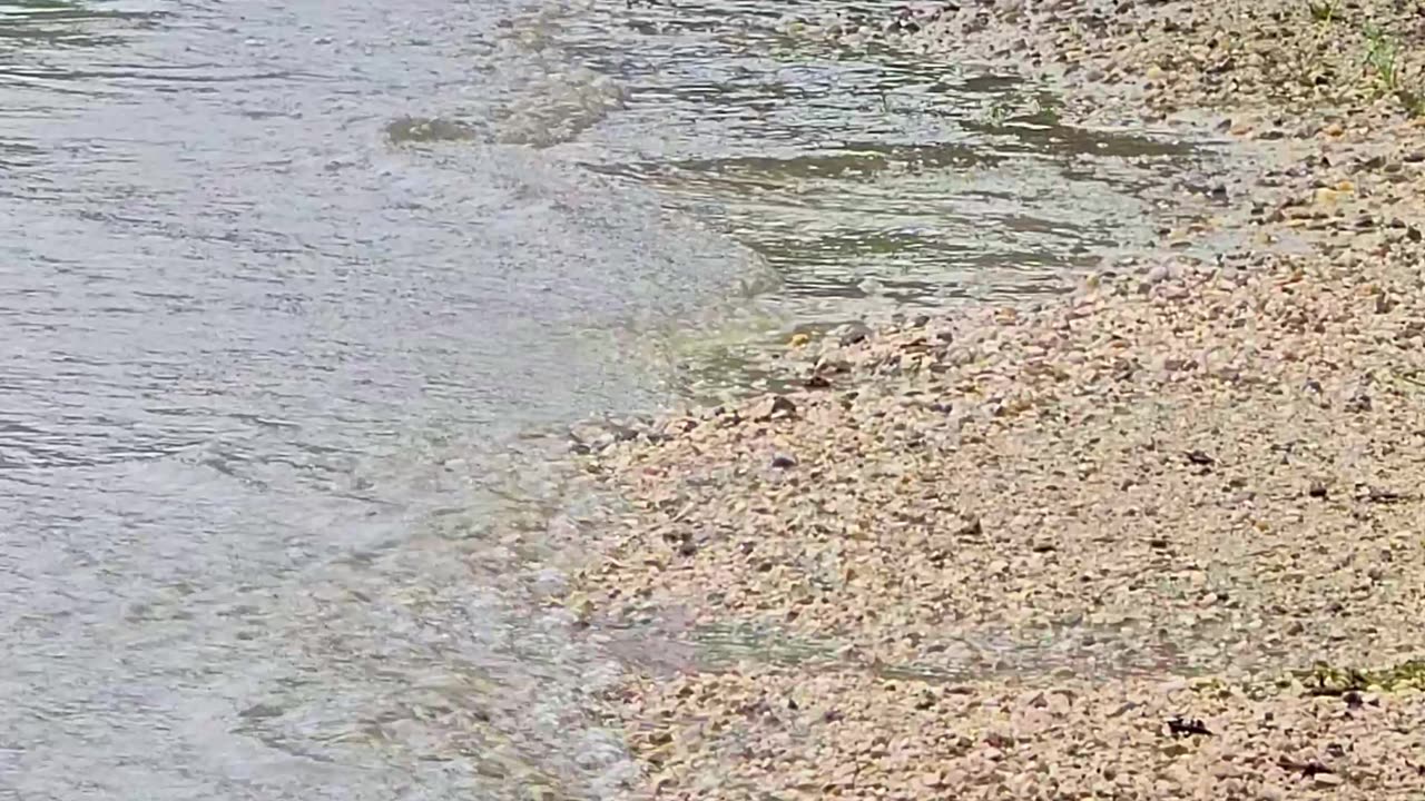 Goose and duck in high water / beautiful water birds in the water.