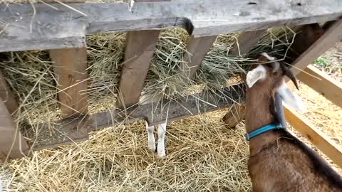 Flock it Farm: Lunch time