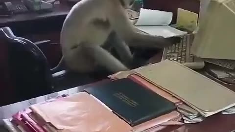Monkey office