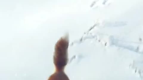 Rabbit, let's be friends