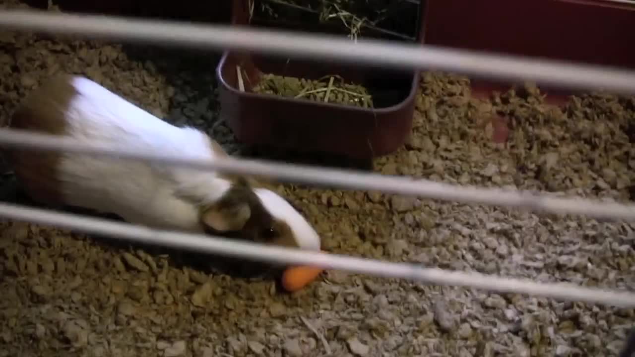 New! Kaytee Hay and Food Bin Feeder for Small Animals Test and Review