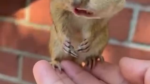 Chipmunk Eating Nuts