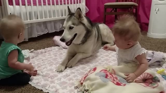 Husky plays with Baby Twins