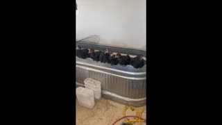 HATCHING BLACK COPPER MARANS