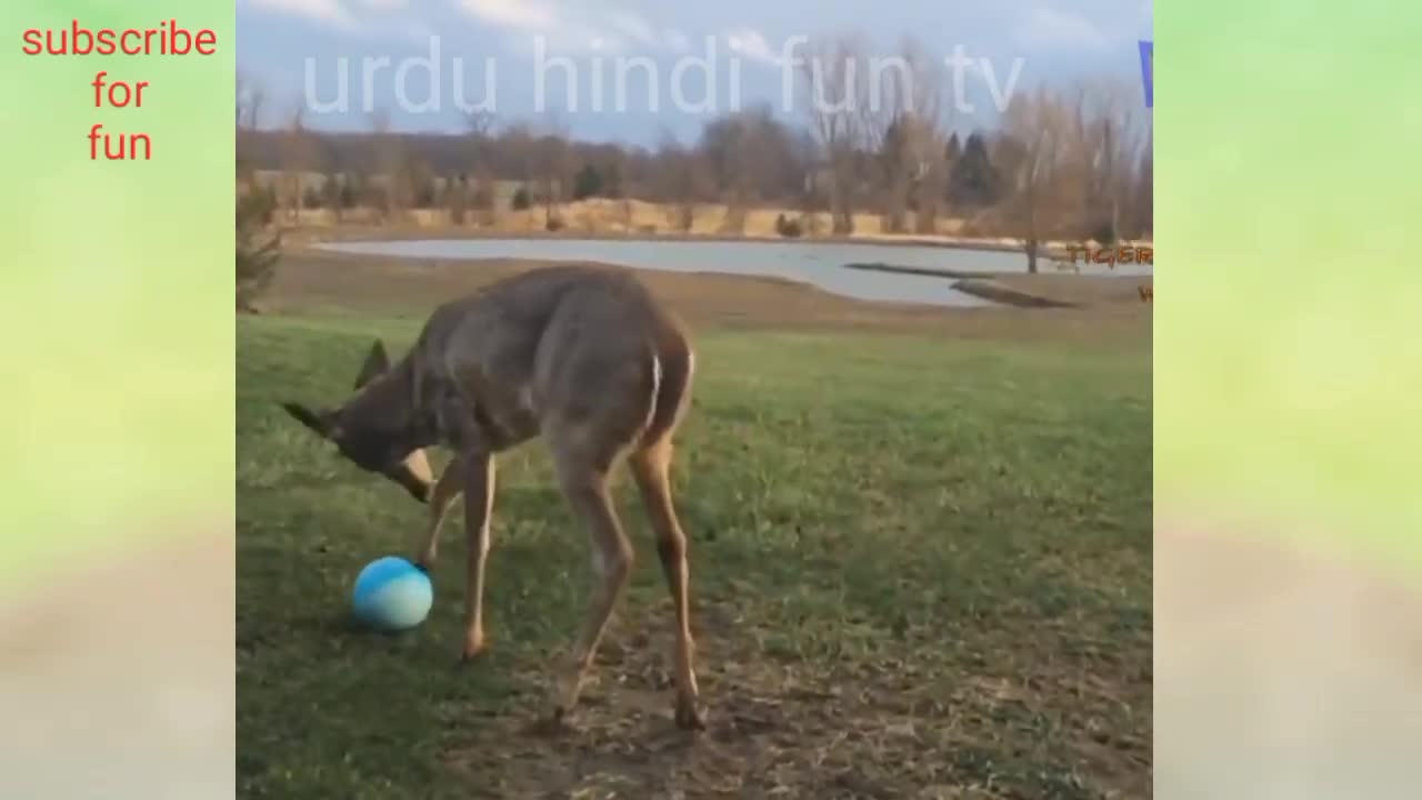 Funny cat videos,funny dog videos,funny animal videos,funny cartoon,funny videos