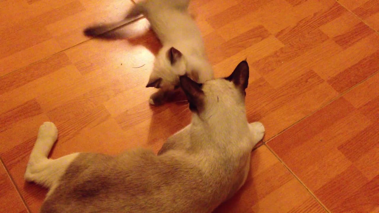 cute cat and cute funny scene
