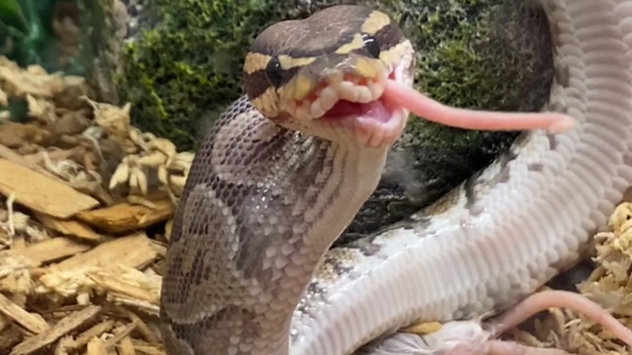 Snake Looks Derpy While Eating Dinner