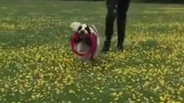 Dog Plays Frisbee With Little Boy In a Flower Field