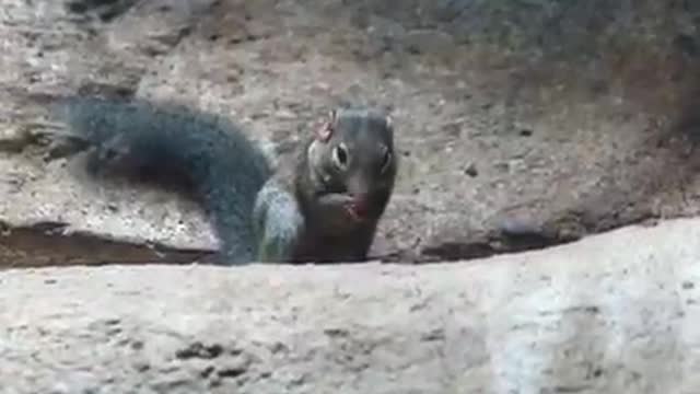 Percy the tree shrew trying peanut butter for the first time is