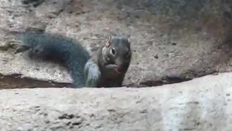 Percy the tree shrew trying peanut butter for the first time is