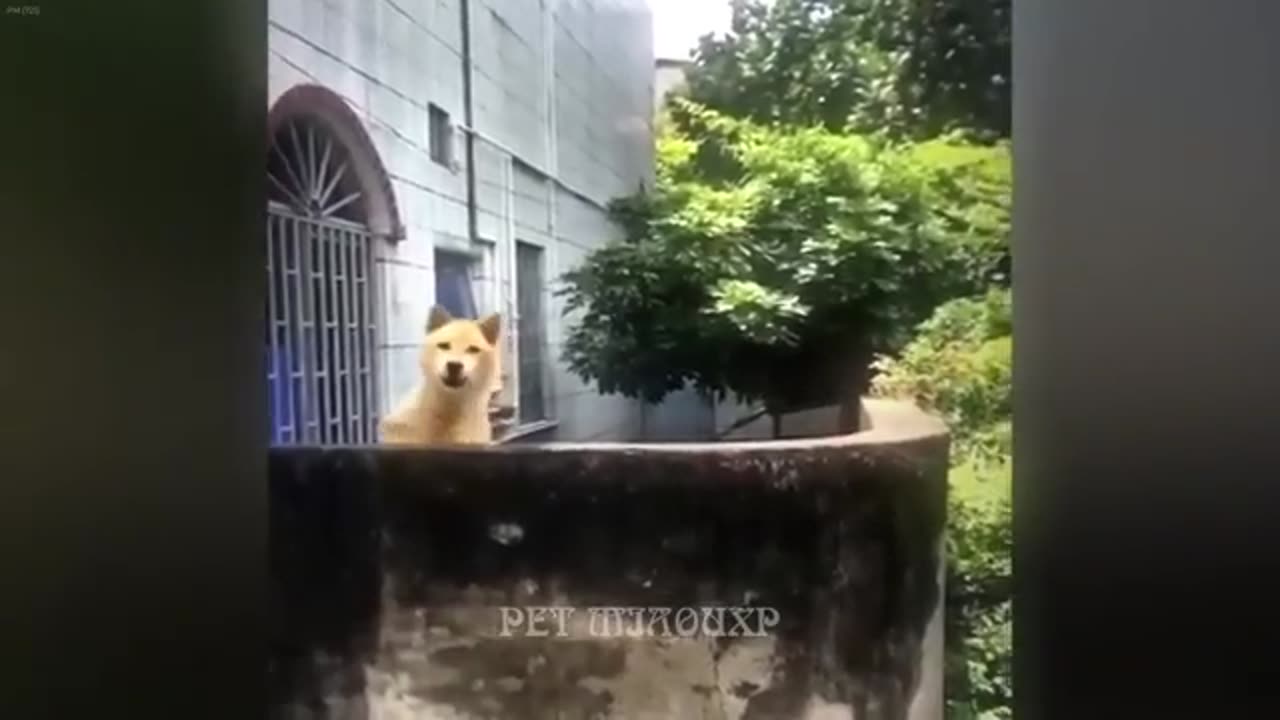 Funny Dogs, Cats and People moments