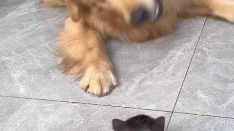 Dog&Cat 🐈🐈 || amazing video viral short