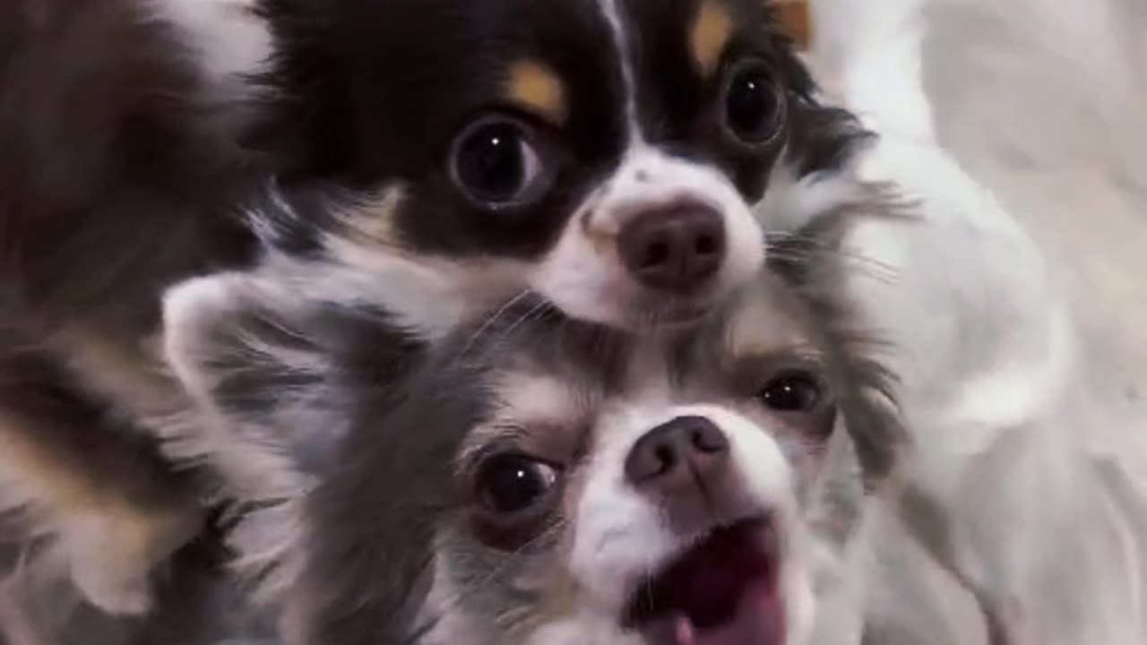 mypets