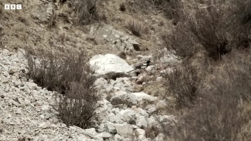 Chasing the Rare Snow Leopard I Behind the Scenes of Frozen Planet II BBC Earth