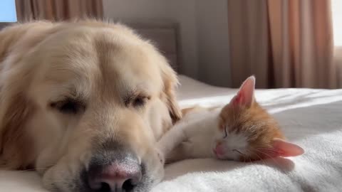 Tiny Kitten Uses a Golden Retriever as a Pillow to Sleep on