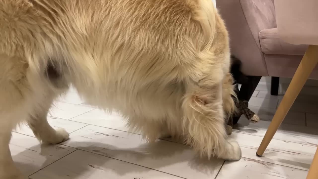 Golden Retriever Loves Playing with Puppies