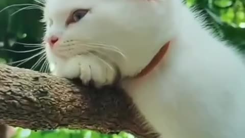 Cat Video | Cat sleeping on trees 🌳 what a talented cat