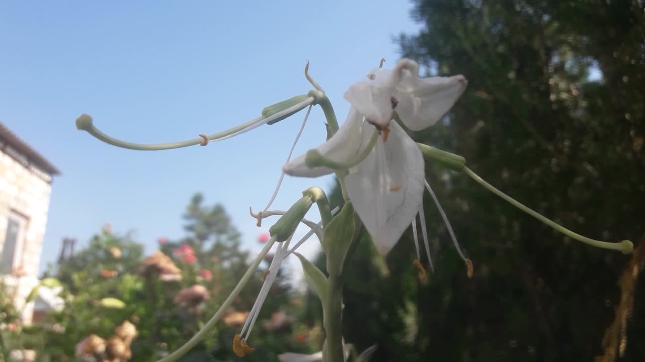 Lily from below