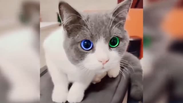 Attractive blue and green eyed cat viral