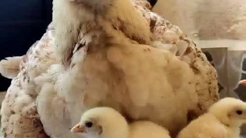 Funny Hen and Chicks