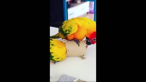 "Chuckles & Critters: Hilarious Animal Adventures!"