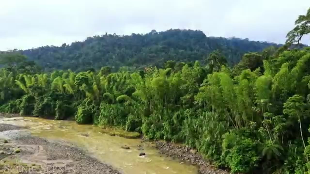 Amazon of animals