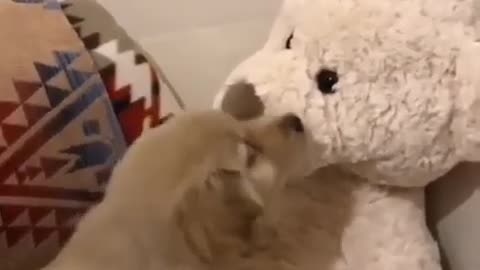 Dog playing with teddy