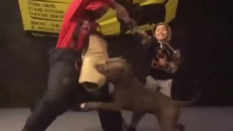 Master your craft! GIANT pitbull has AMAZING control with young boy!