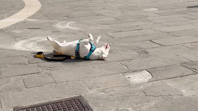 Tired Doggo Takes a Nap During Walk