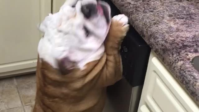 Gerald the Bulldog begging for watermelon