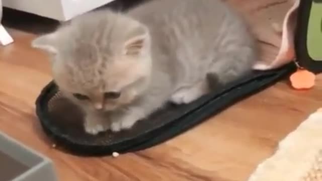 animal_funnyvideo Cute Angry Kitten