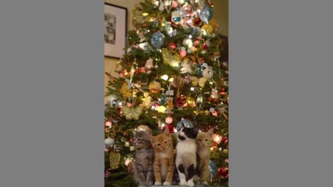 Cats And Christmas Tree █▬█ █ ▀█▀