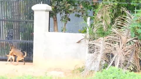 OMG Rural Dog Mating So Hurt With Big Dog At Village#8