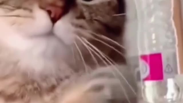 Funny cat doing something video 😺