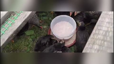 BIRD FEEDER