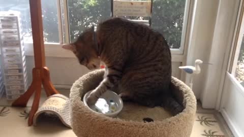 Beautiful Cat Bathing With Water