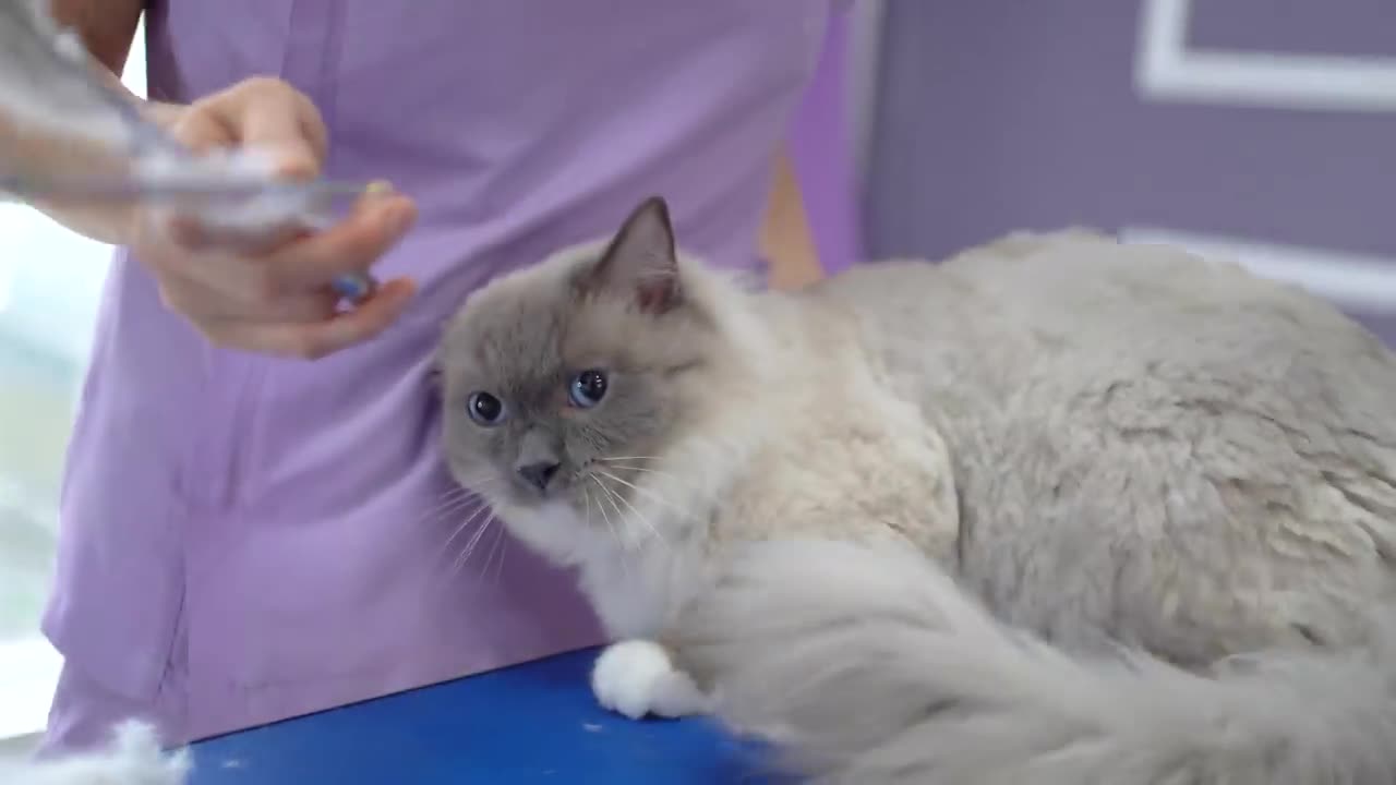One of the best cats of my 18 year groomer career !!