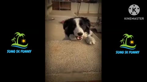 Funniest Cat and Dog video