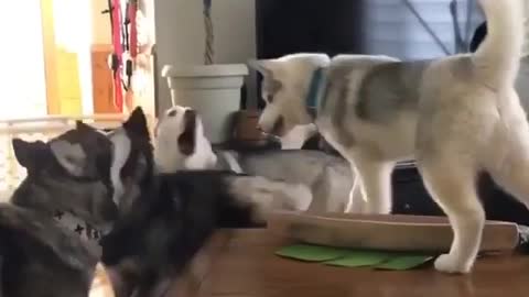 Dogs dancing in a crowd