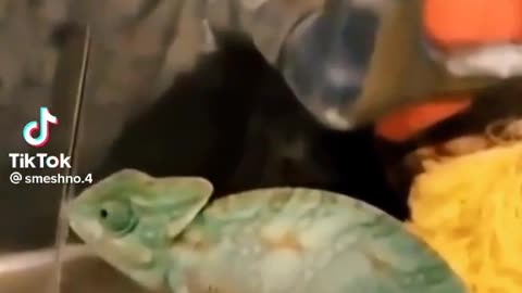 chameleon colour changing video