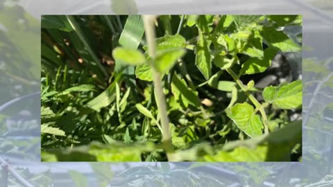 As My Garden Grows: 6/25/23