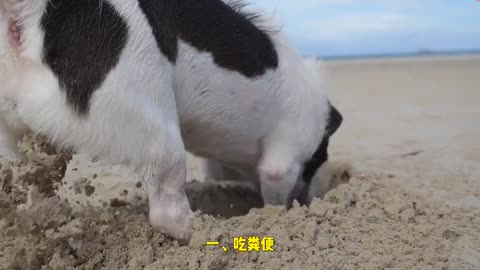 Decoded behavior in dogs
