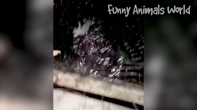 Funny Animals Videos 2023 π Best Funny Cats and Dogs πΊπΆ - Do Not Laugh ππ