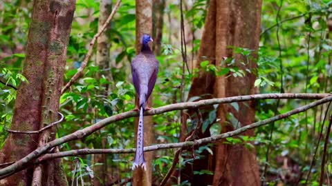 Bird song attracts the opposite sex