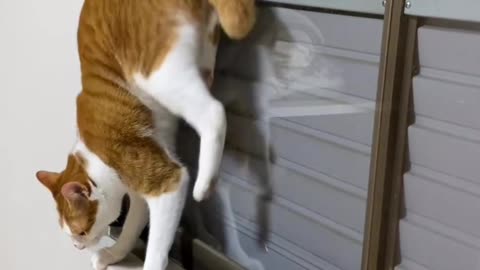 Creative cat