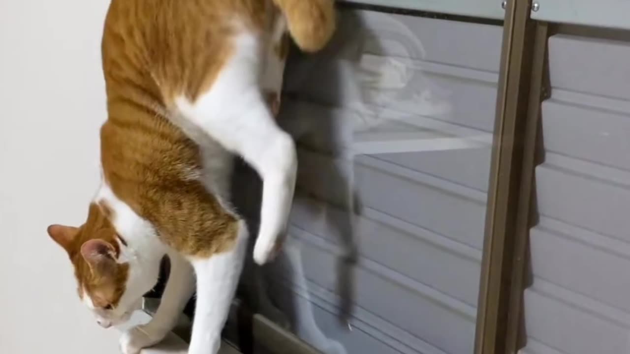 Creative cat