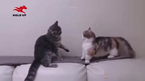 Cats are more affectionate than you might think😍