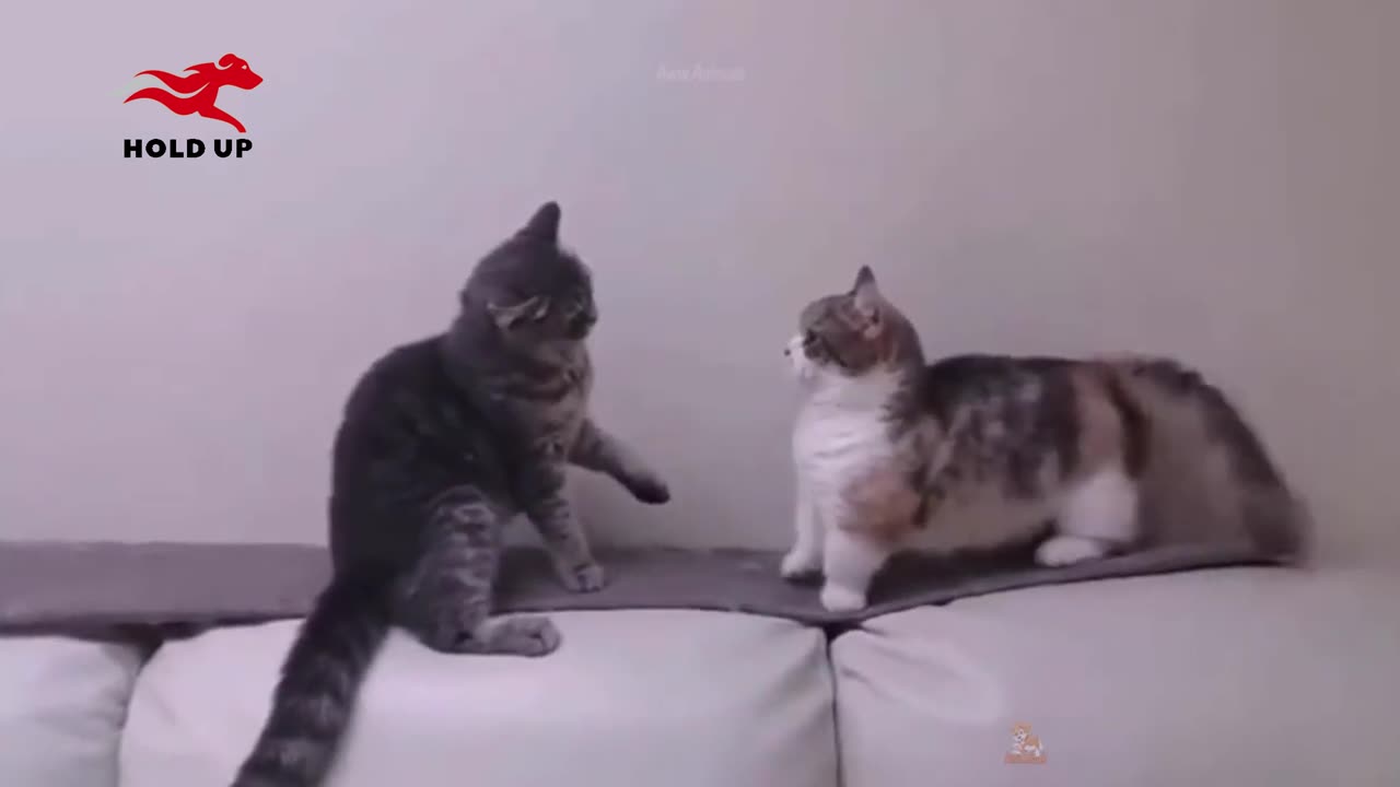 Cats are more affectionate than you might think😍