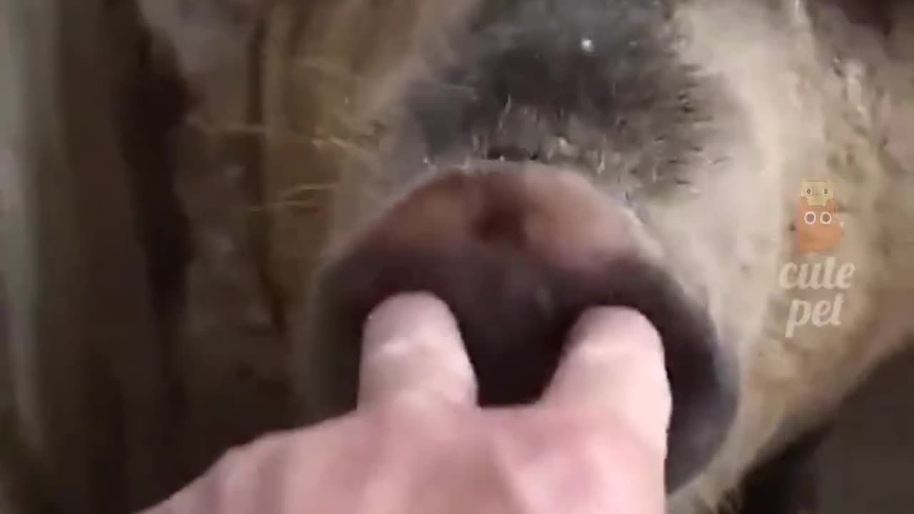 Funny animals and dog pig horse and enjoy video like and comment please